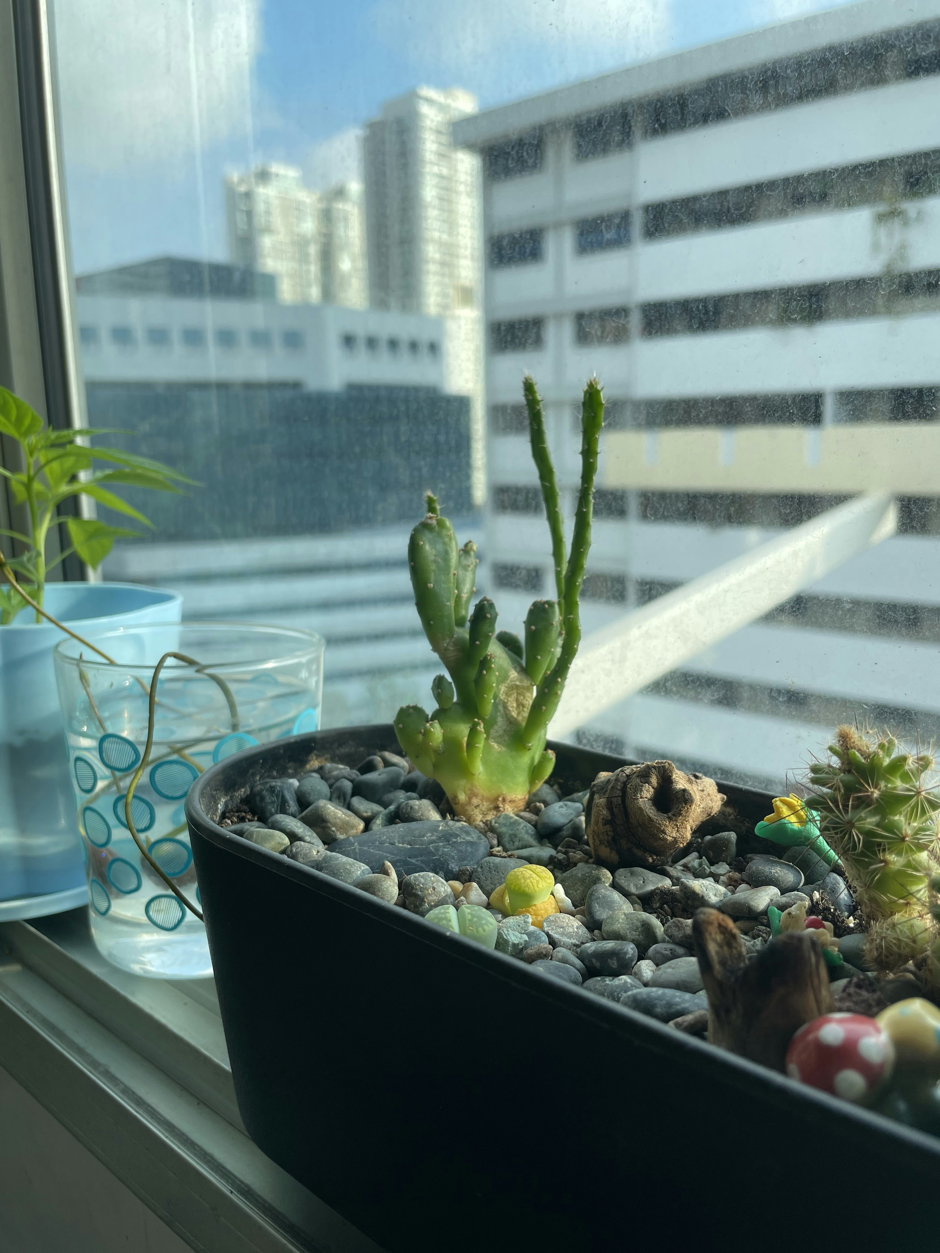 Compact cylindrical succulent miniature plant pots on a windowsill