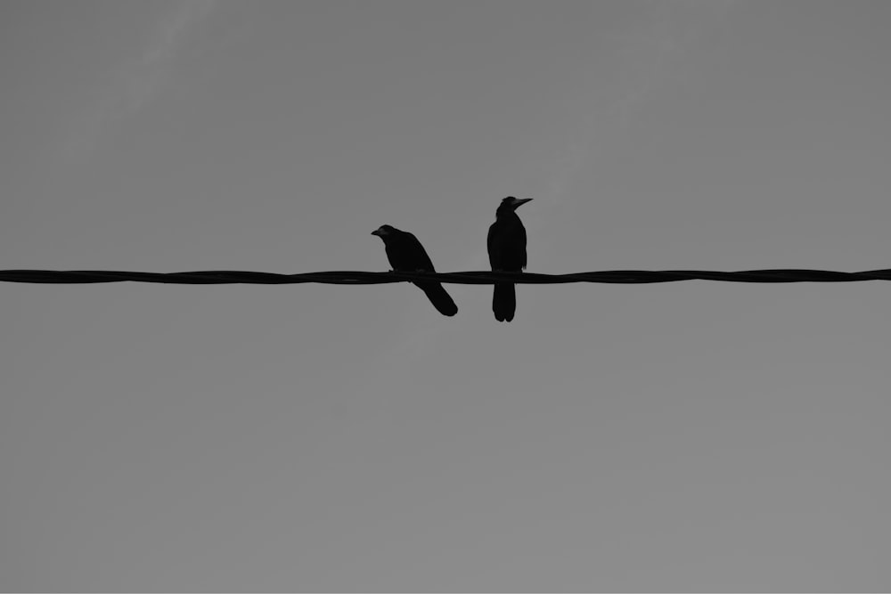 black bird on brown tree branch during daytime