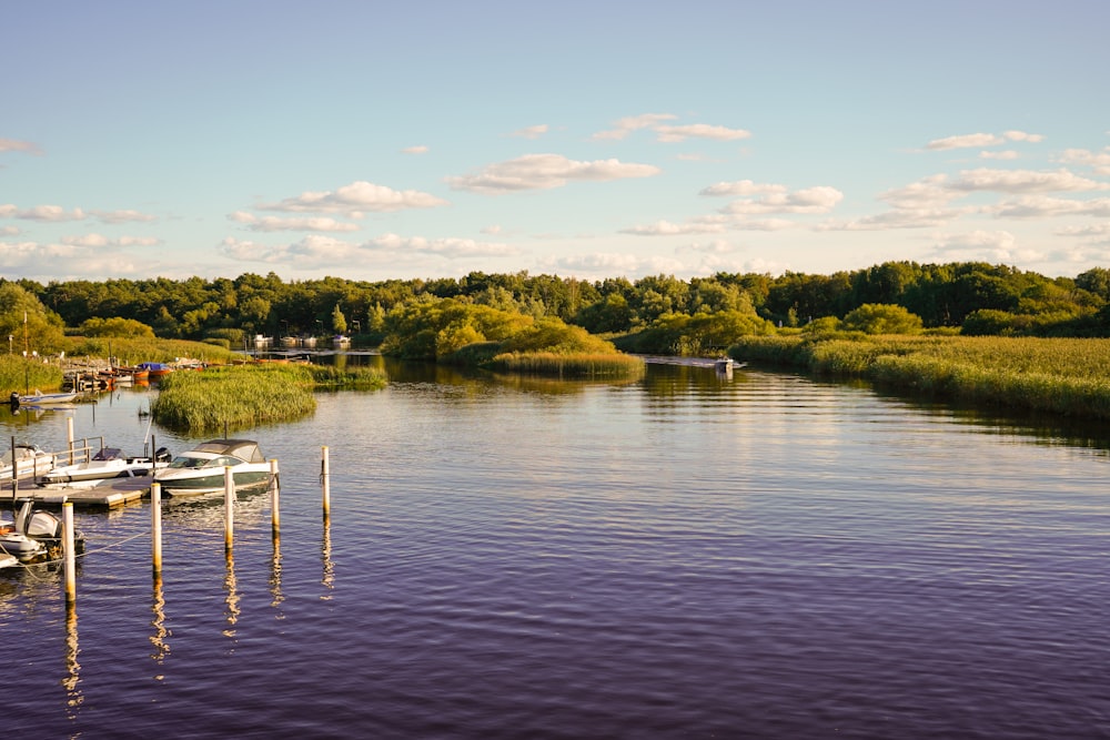 green trees beside body of water during daytime