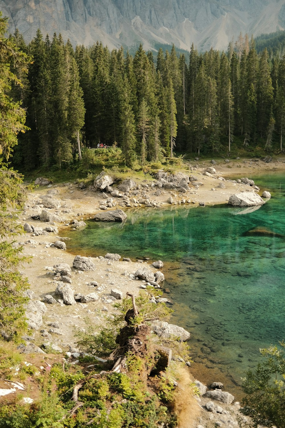 pini verdi accanto al fiume durante il giorno