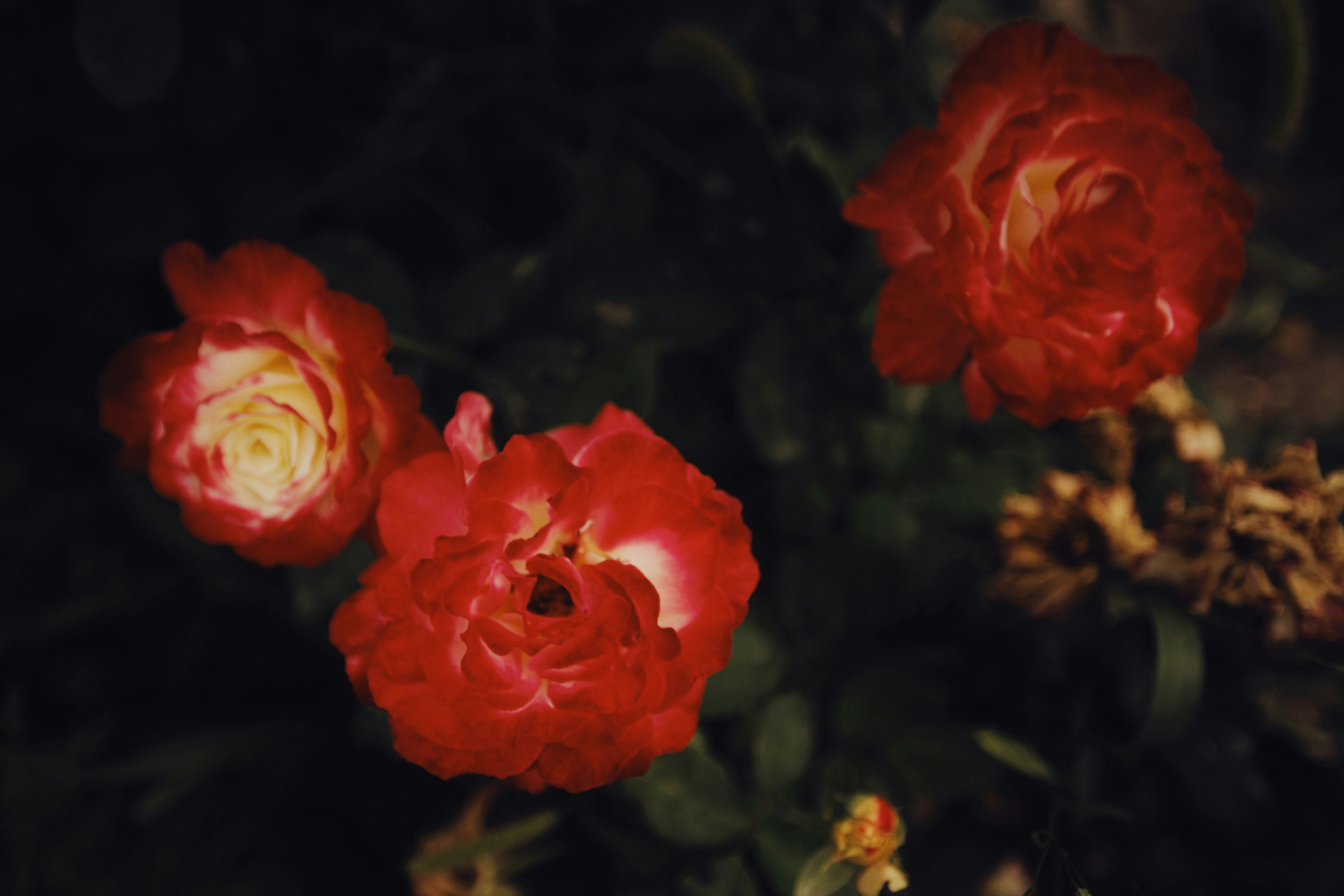 Photo by alexeydemidov