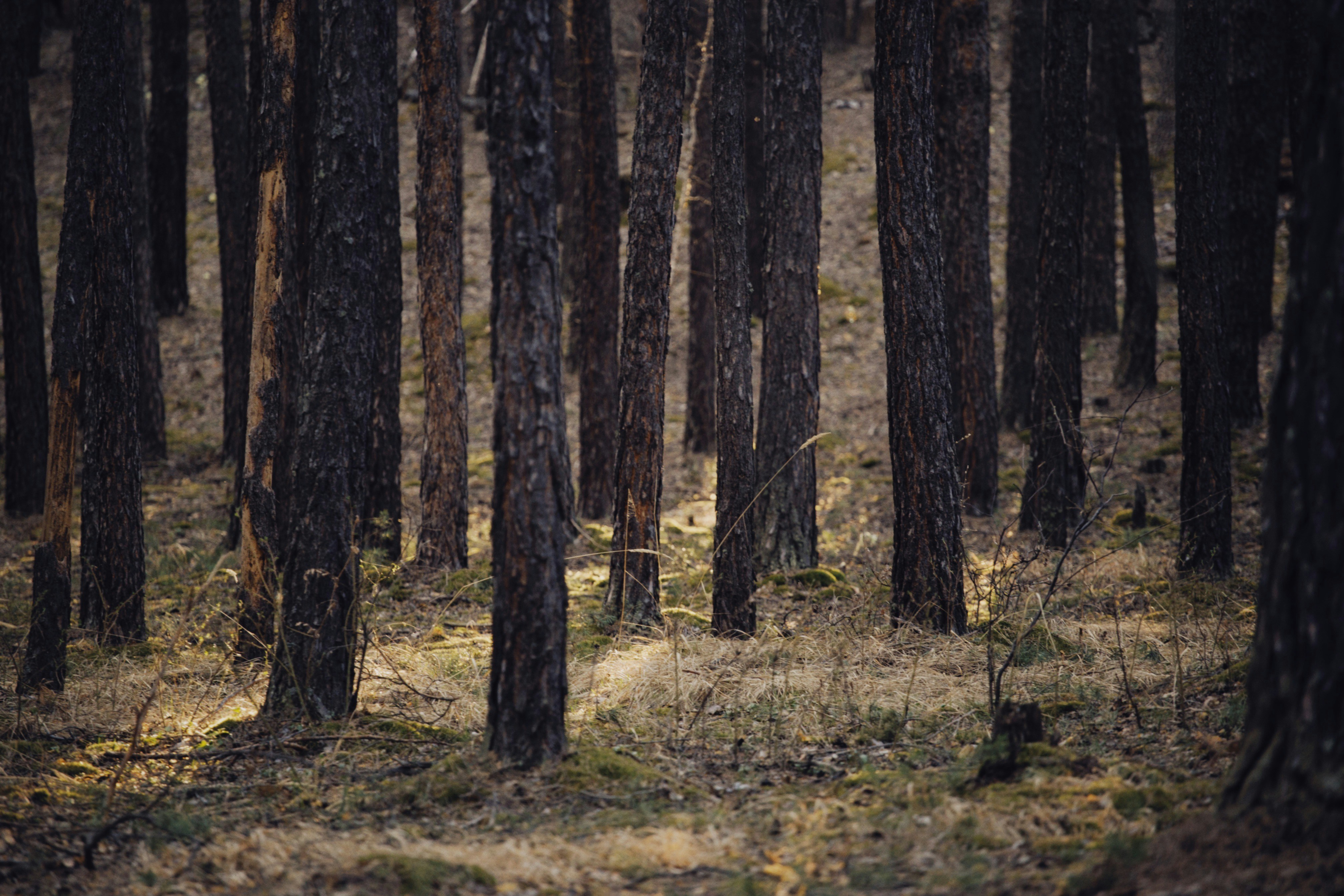 Photo by alexeydemidov