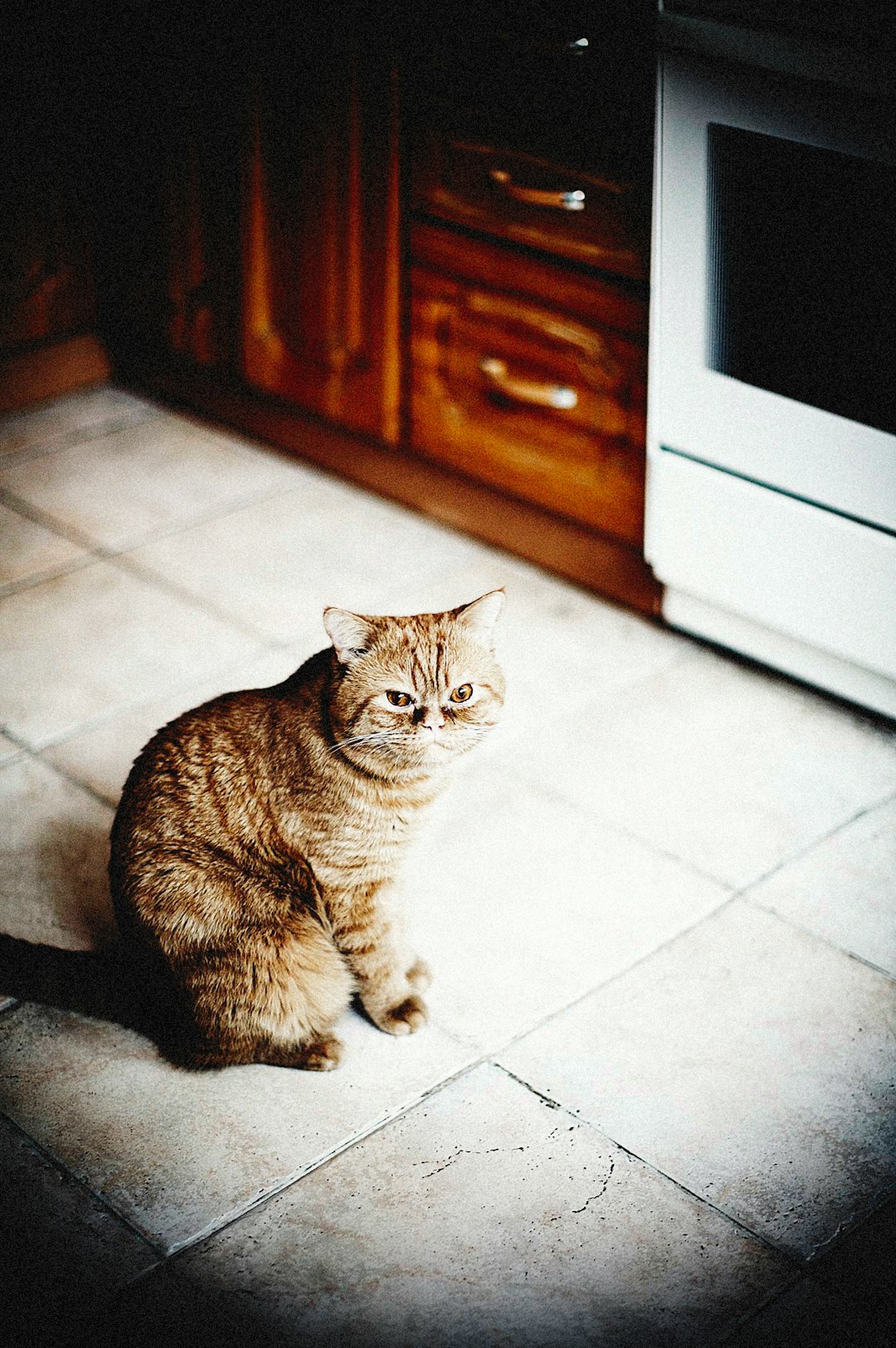 brown tabby cat on white floor tiles