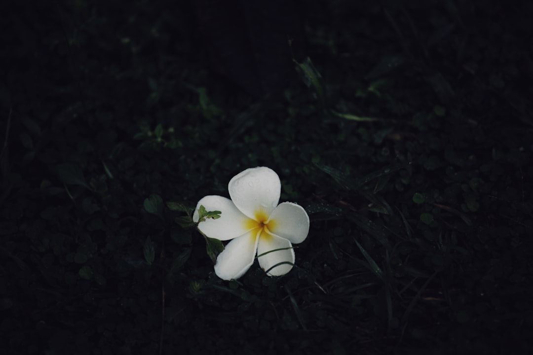 white 5 petaled flower on green grass