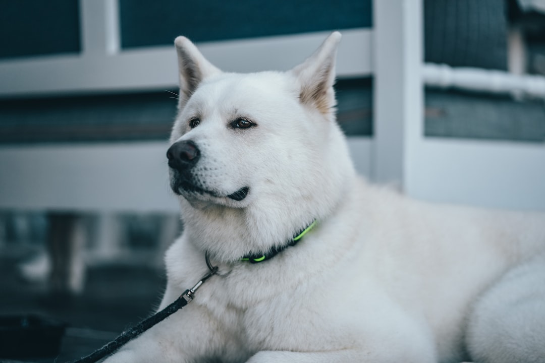white short coated dog with black leash