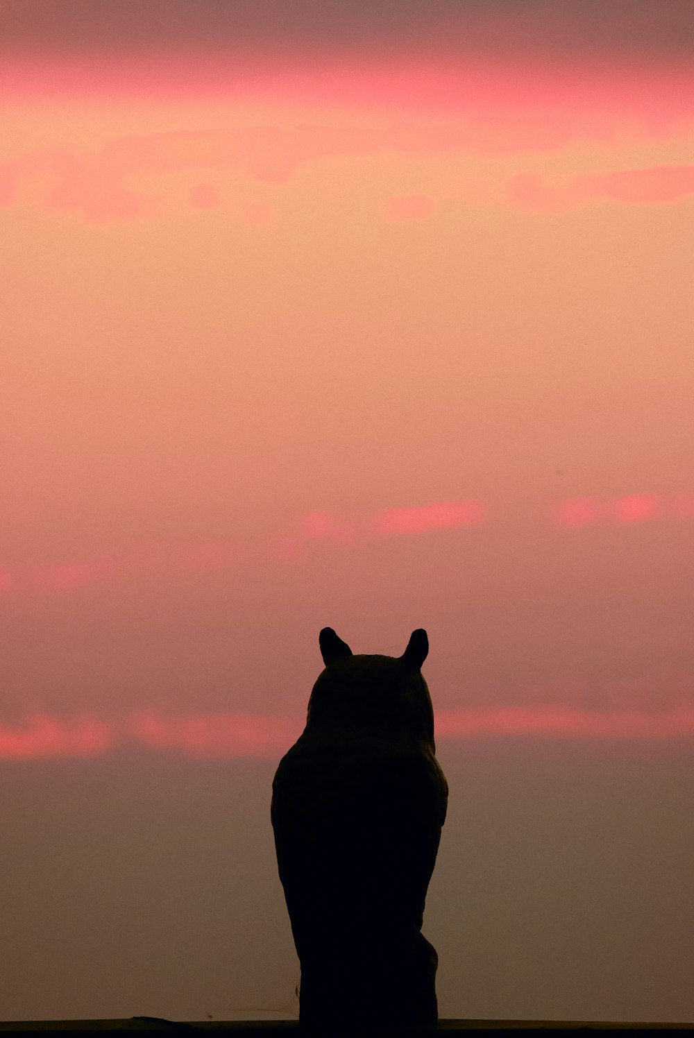 silhouette of cat during sunset