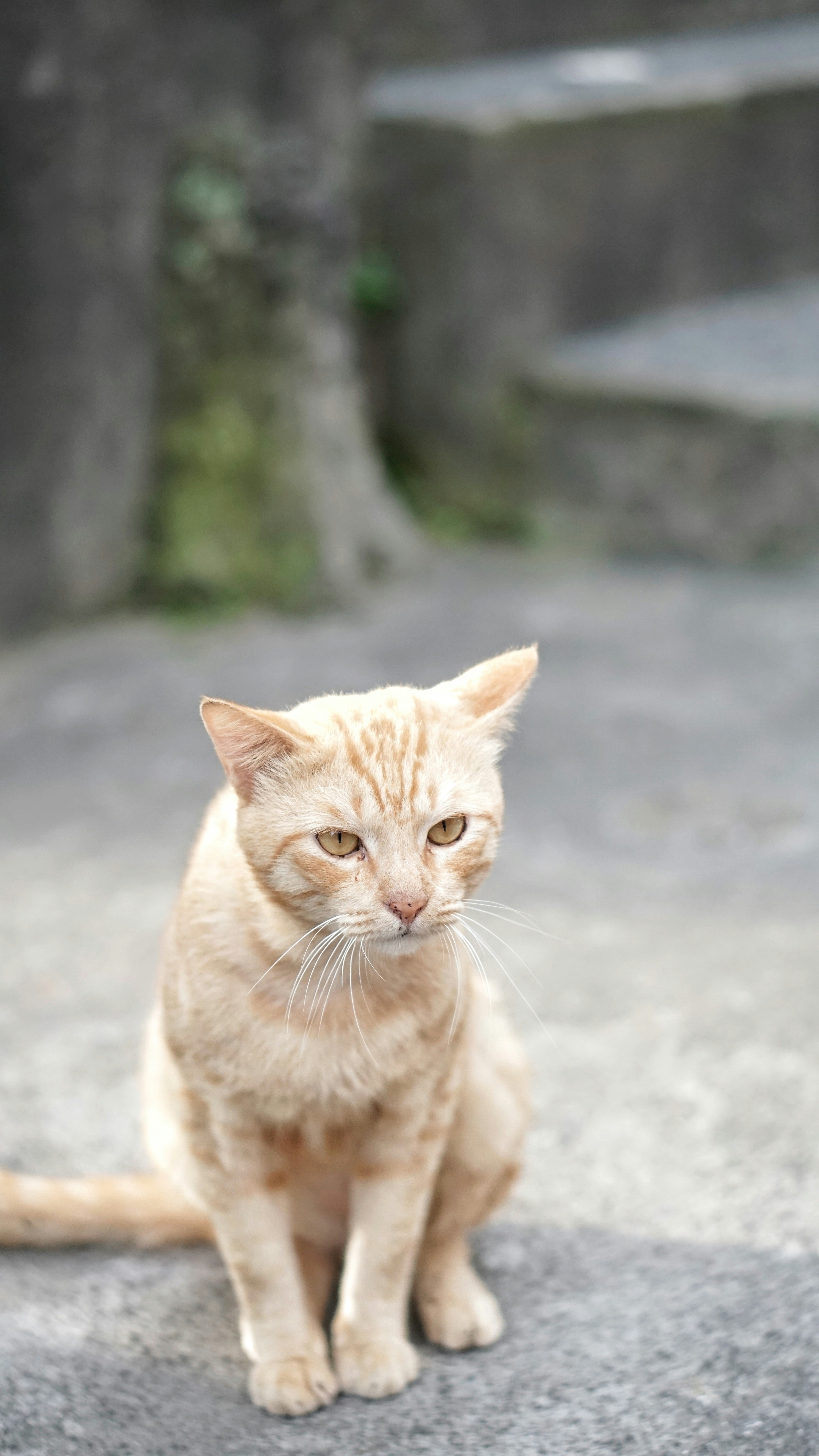 orange tabby cat on gray concrete floor