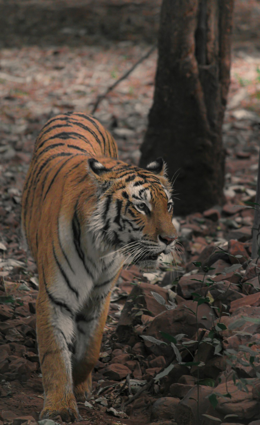 tiger on brown dried leaves
