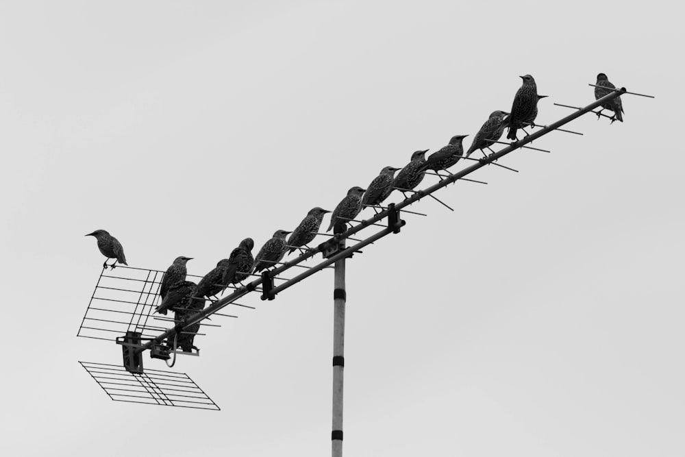 silhouette of birds on electric post