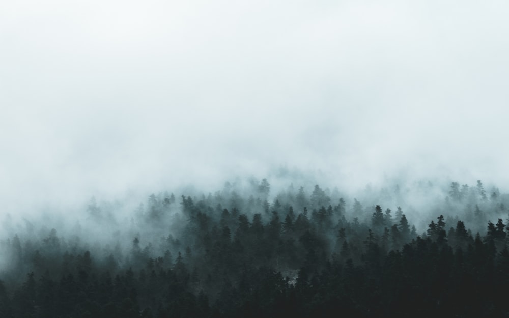 green trees covered by fog