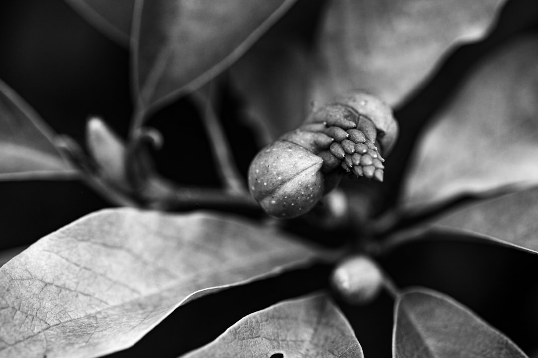 grayscale photo of round fruits