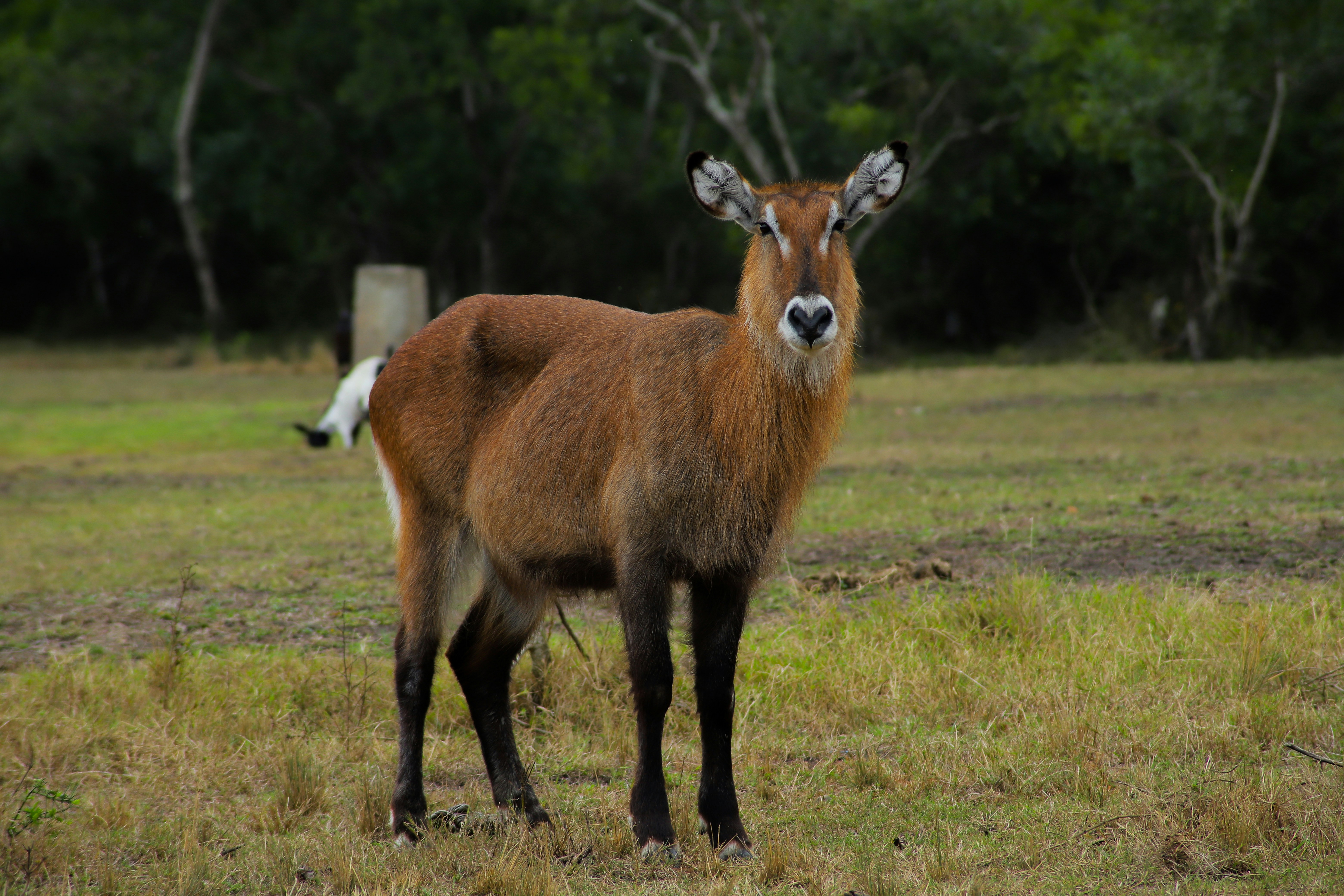 Kasese, Uganda - None