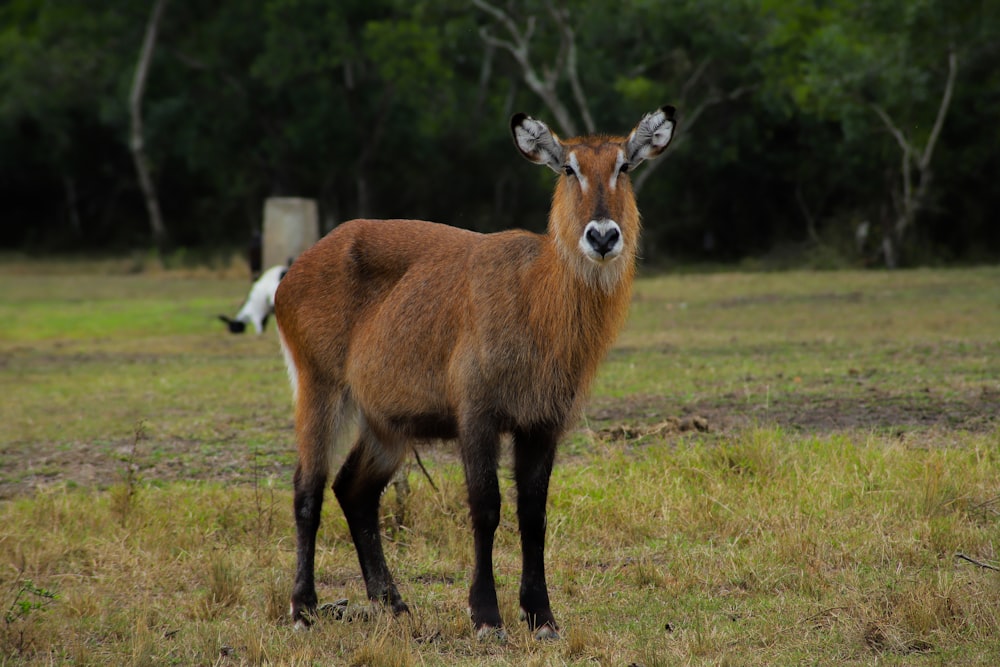 brown deer on green grass field during daytime