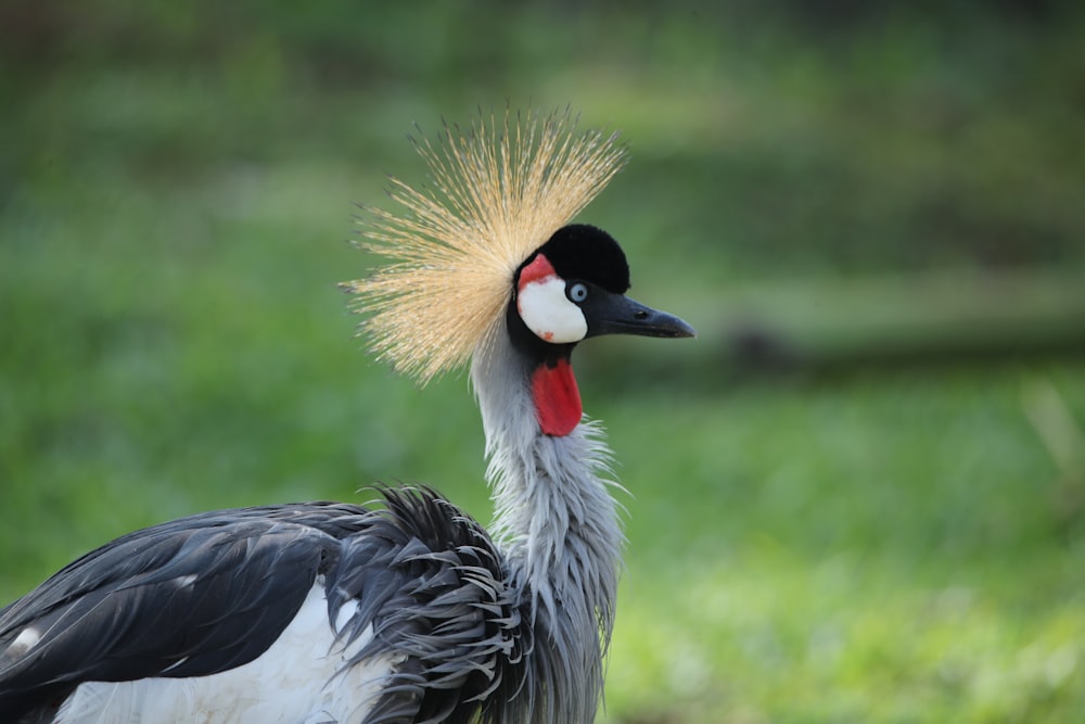 black and white bird on green grass during daytime