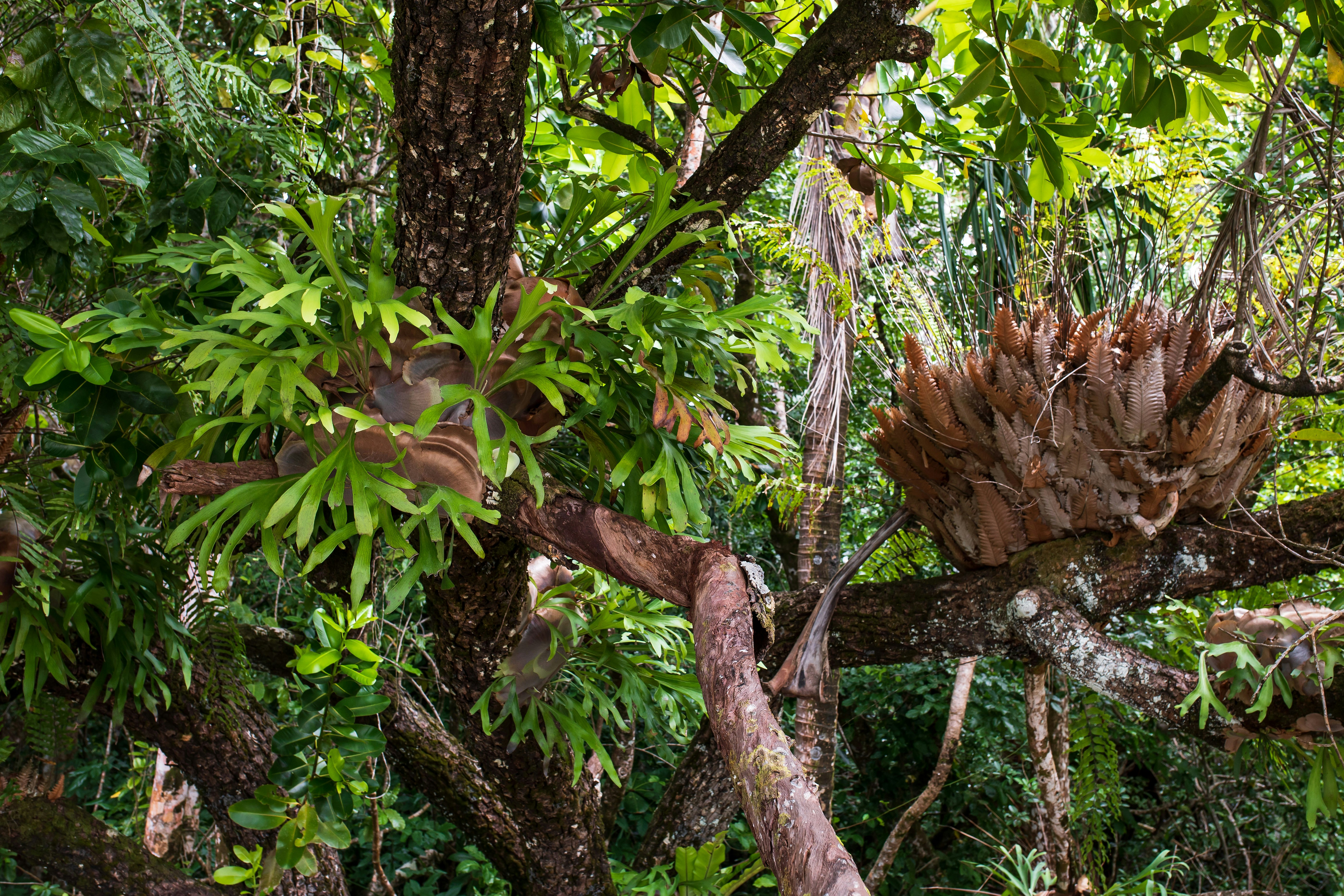 brown and green tree during daytime