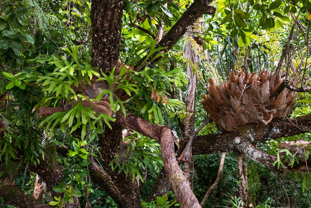 brown and green tree during daytime