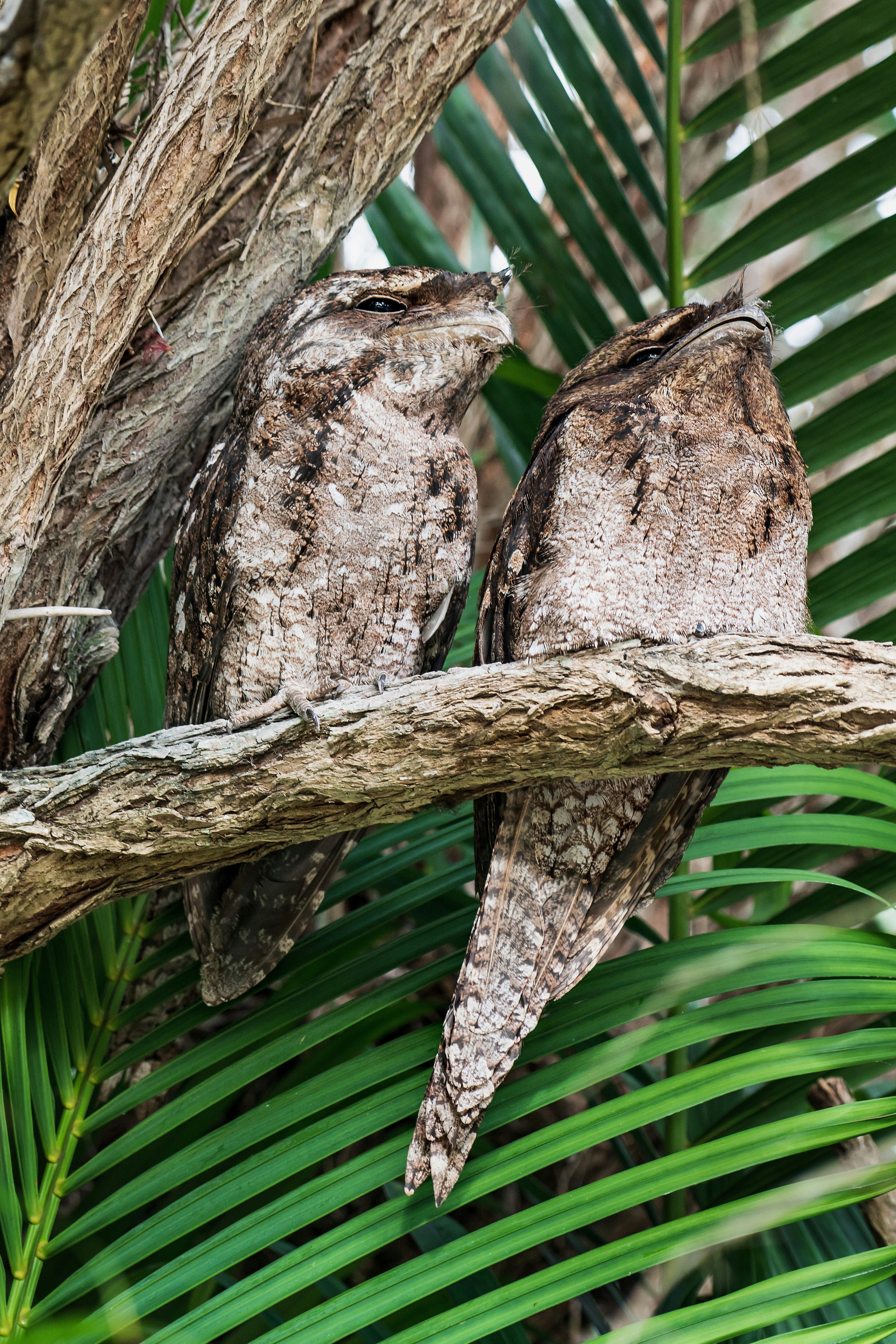 A couple of Papuan Frogmouths which have taken up residence at the Lazy Lizard Motel in Port Douglas, Australia.