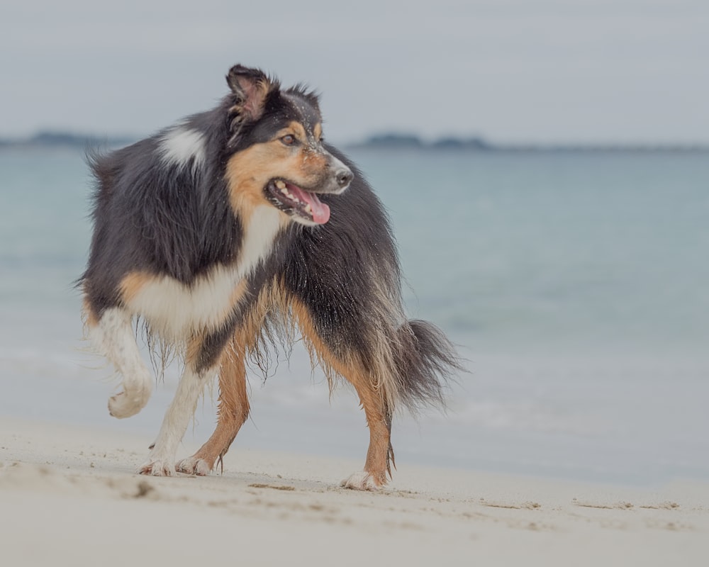 black white and brown long coated dog running on beach during daytime
