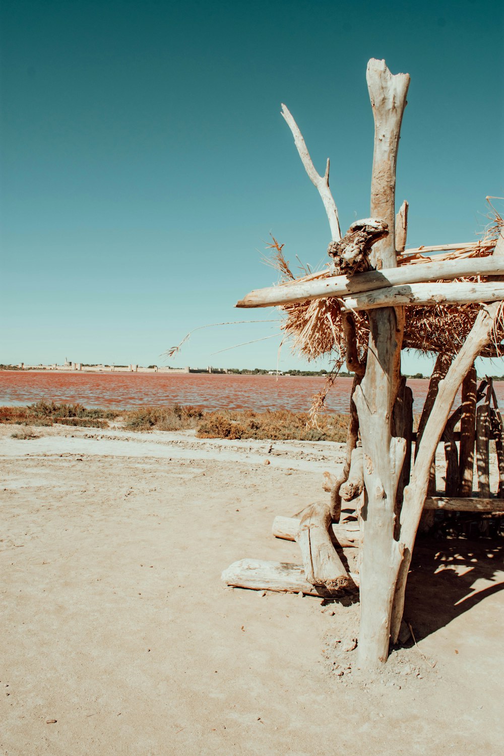 brown wooden tree on brown sand during daytime