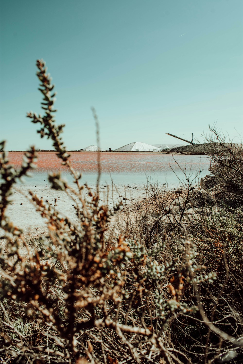 brown grass near body of water during daytime