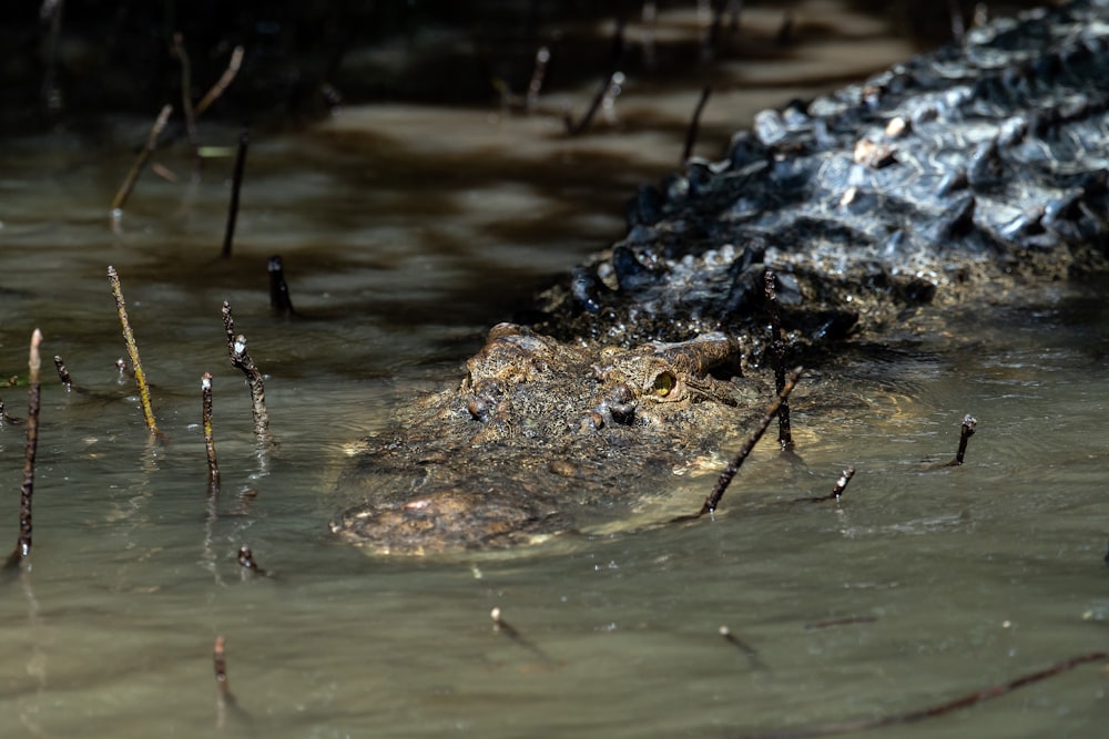 Wassertröpfchen auf braunen getrockneten Blättern auf Wasser