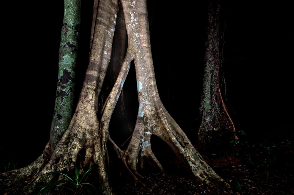 brown tree branch with green leaves