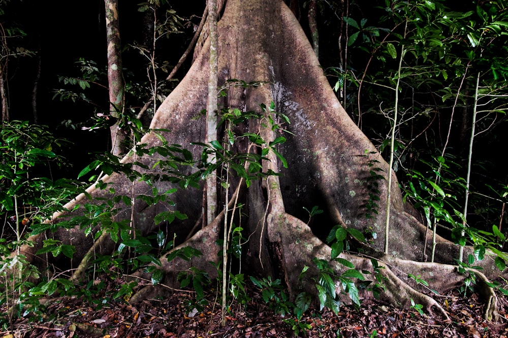 brown tree trunk surrounded by green plants