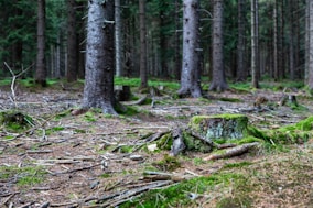 green moss on brown tree trunk
