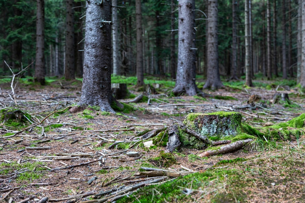 green moss on brown tree trunk