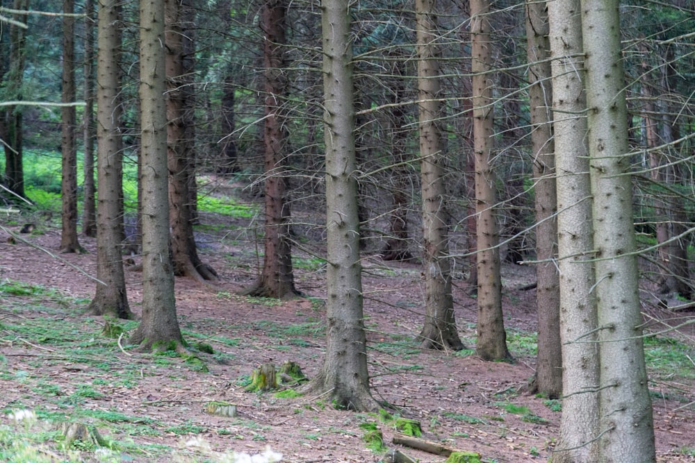 brown trees on brown soil