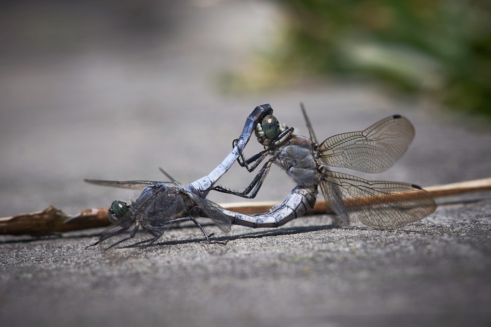 blue and black dragonfly on gray concrete floor during daytime