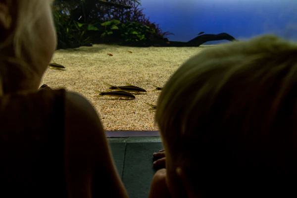 Enfants assis regardant un aquarium naturel géant