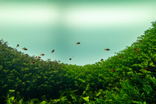 Banc de petits poissons survolant une dense forêt de plantes aquatiques