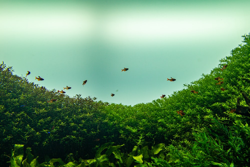 birds flying over green trees during daytime