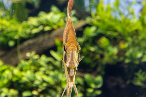 Poisson scalaire nageant devant des plantes vertes