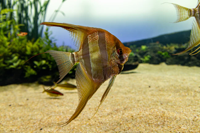 A peaceful angelfish gliding near a decorative underwater castle.