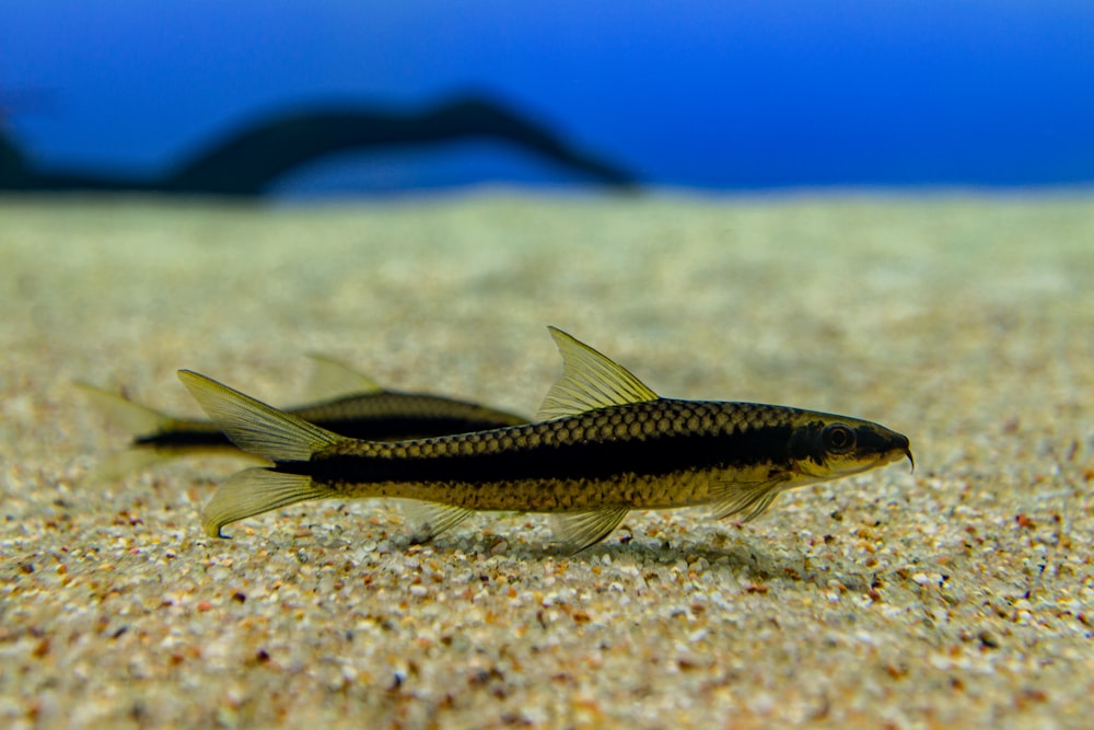 black and silver fish on white sand during daytime