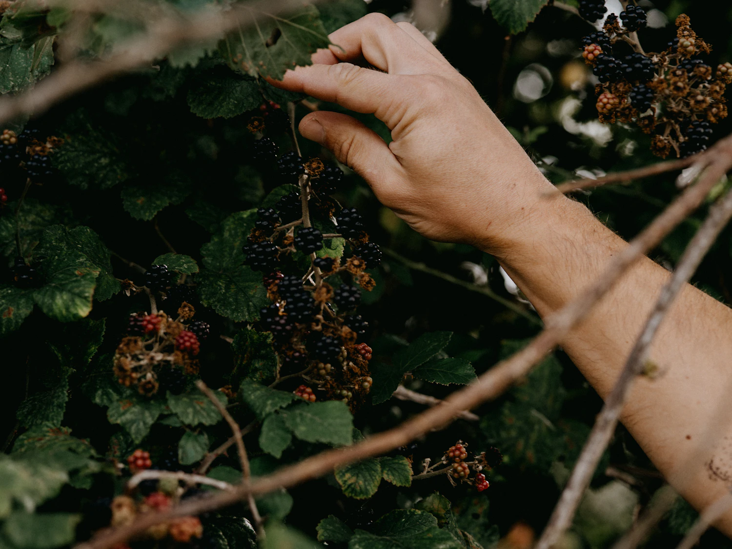 A hand picking blackberries from a bramble