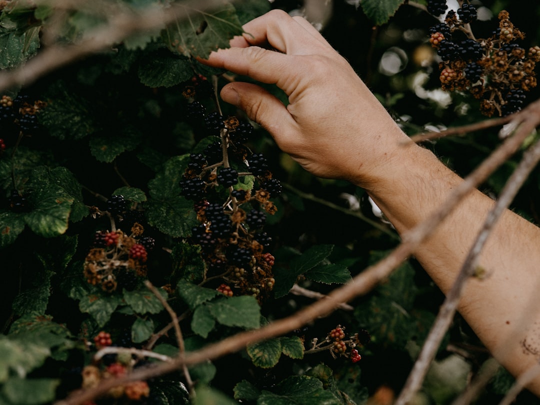 person holding brown and green leaves