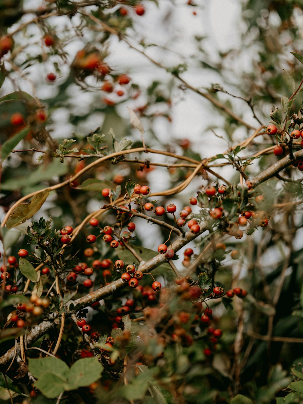 red round fruits on tree