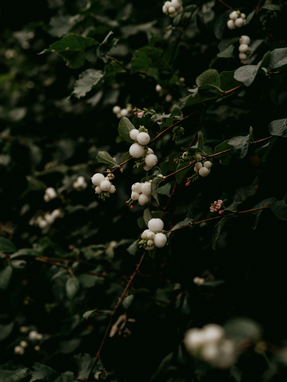 white round fruits on green leaves