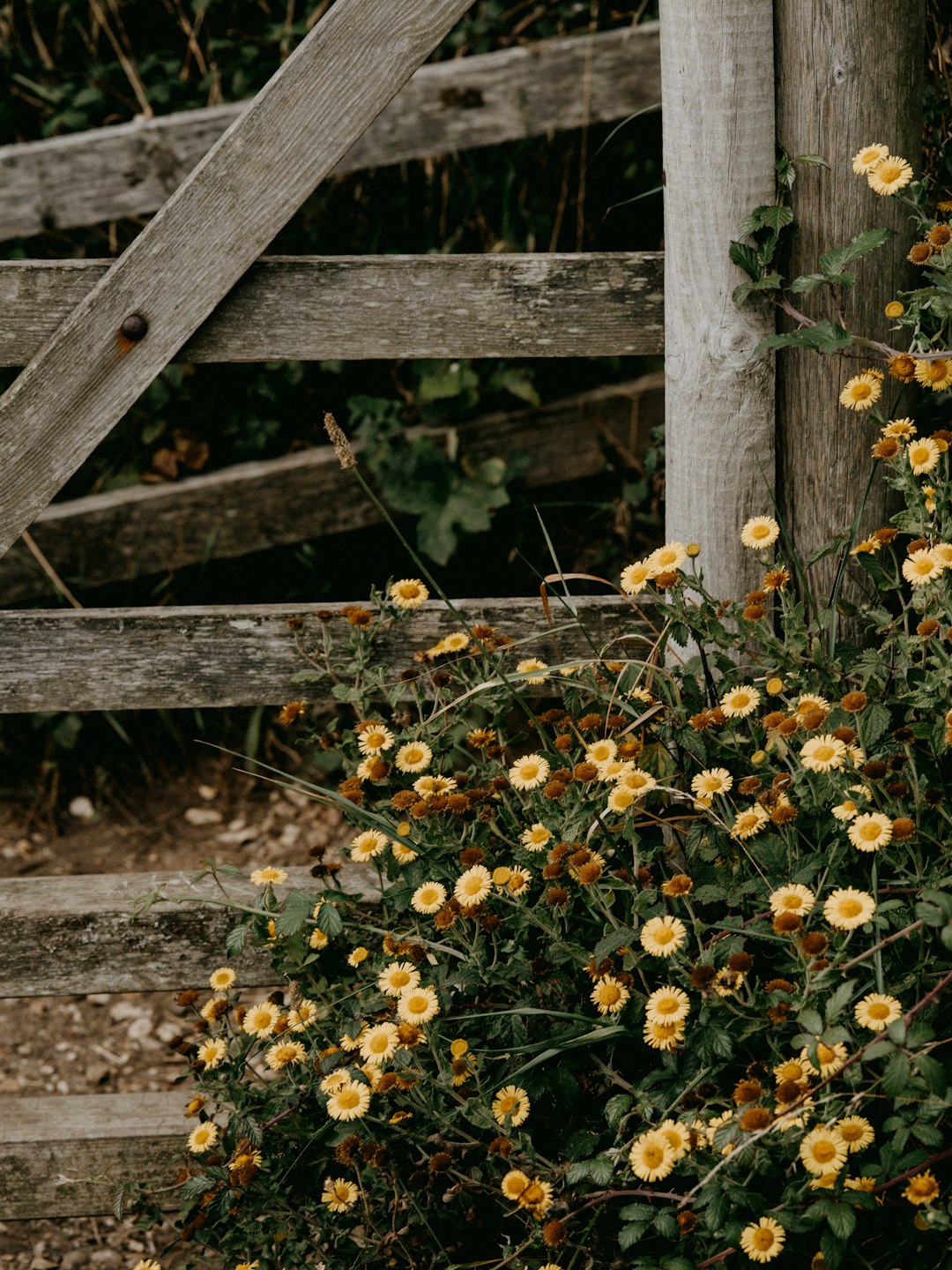 yellow and white flowers on brown wooden fence