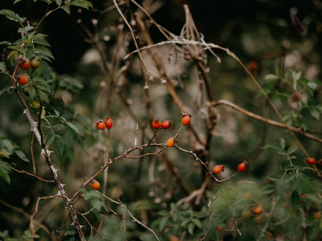 red round fruits on tree branch