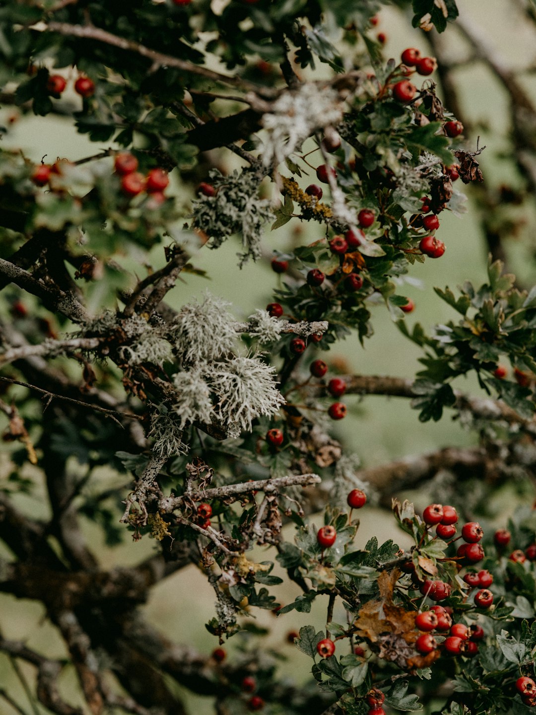 white and red flower on tree branch