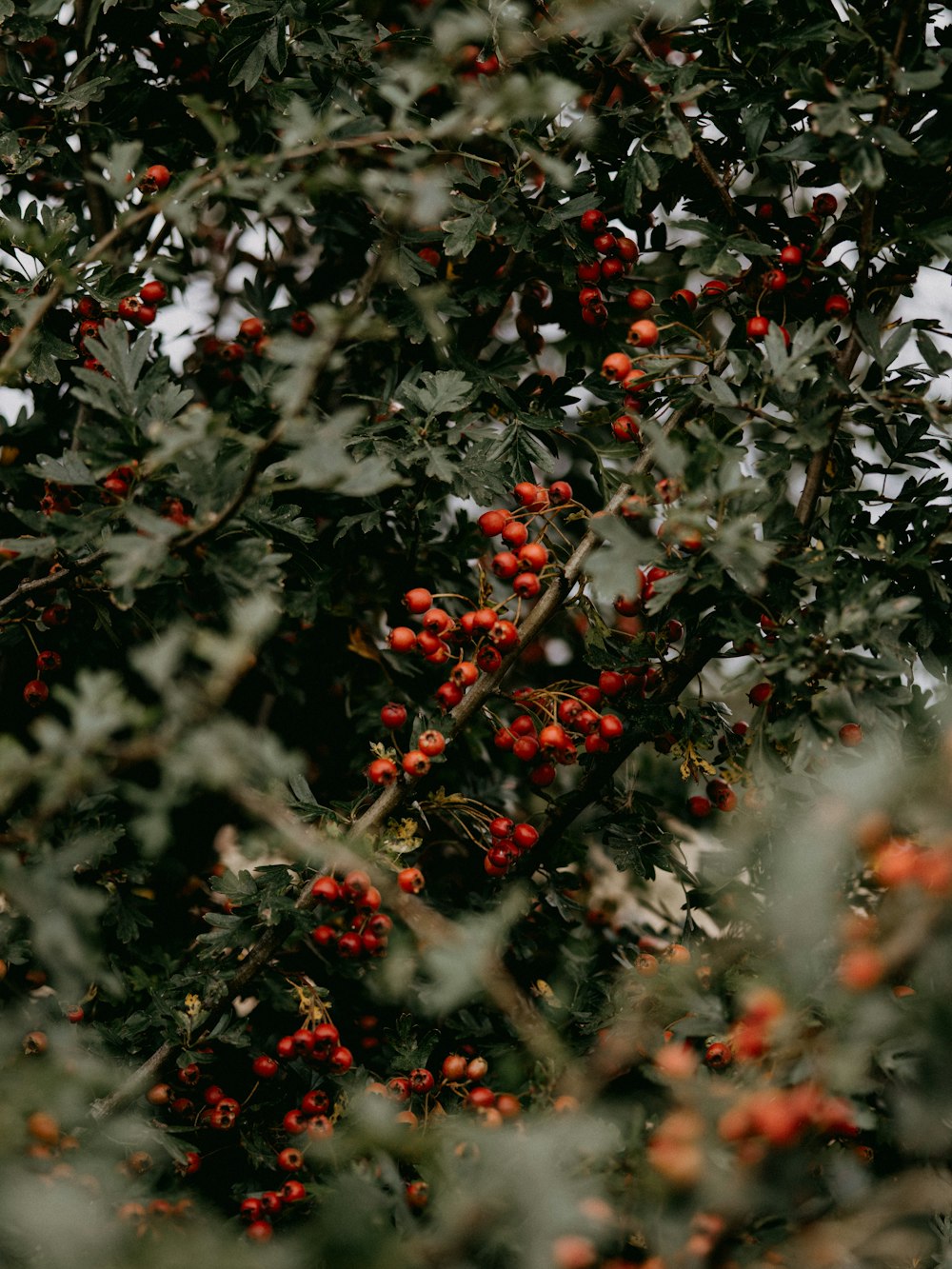 green and red leaves during daytime