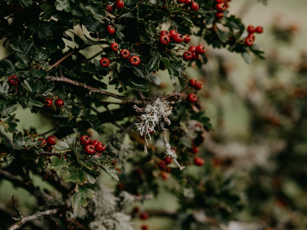 white and red flowers in tilt shift lens