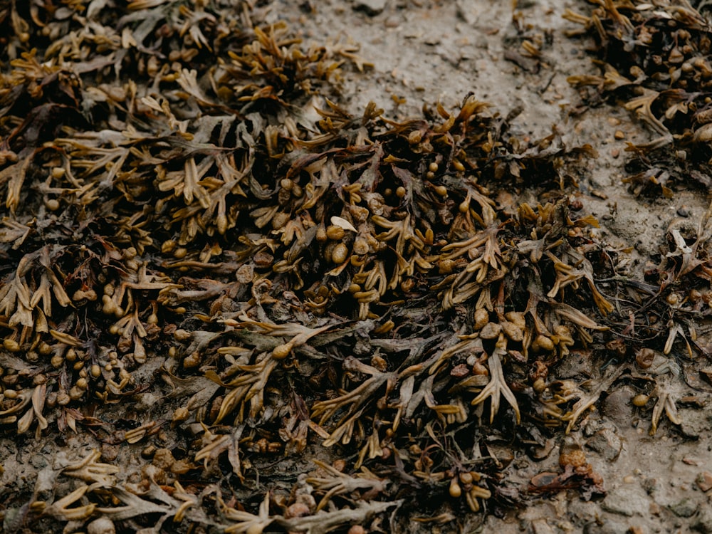 brown dried leaves on ground