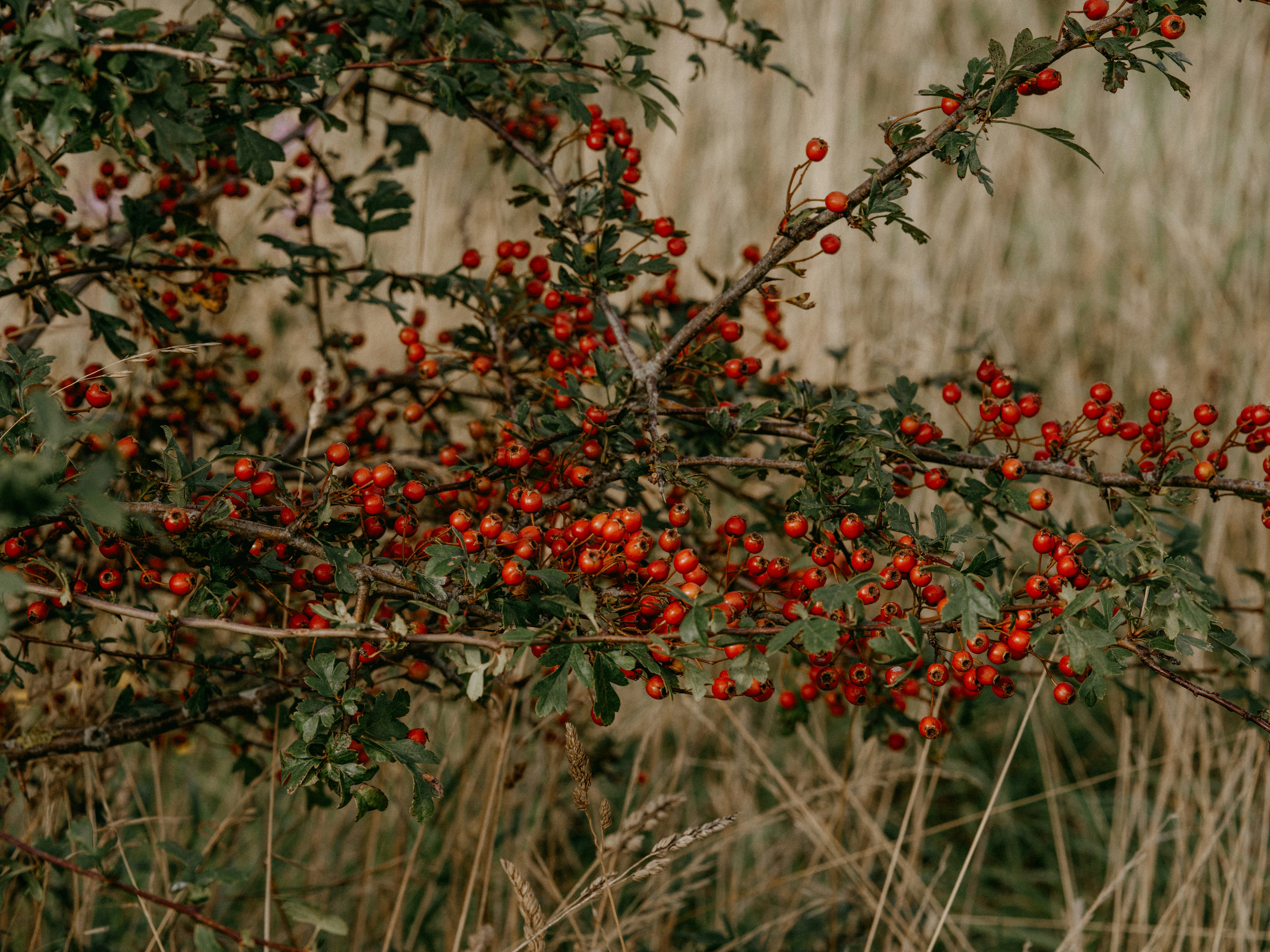 Photo by anniespratt