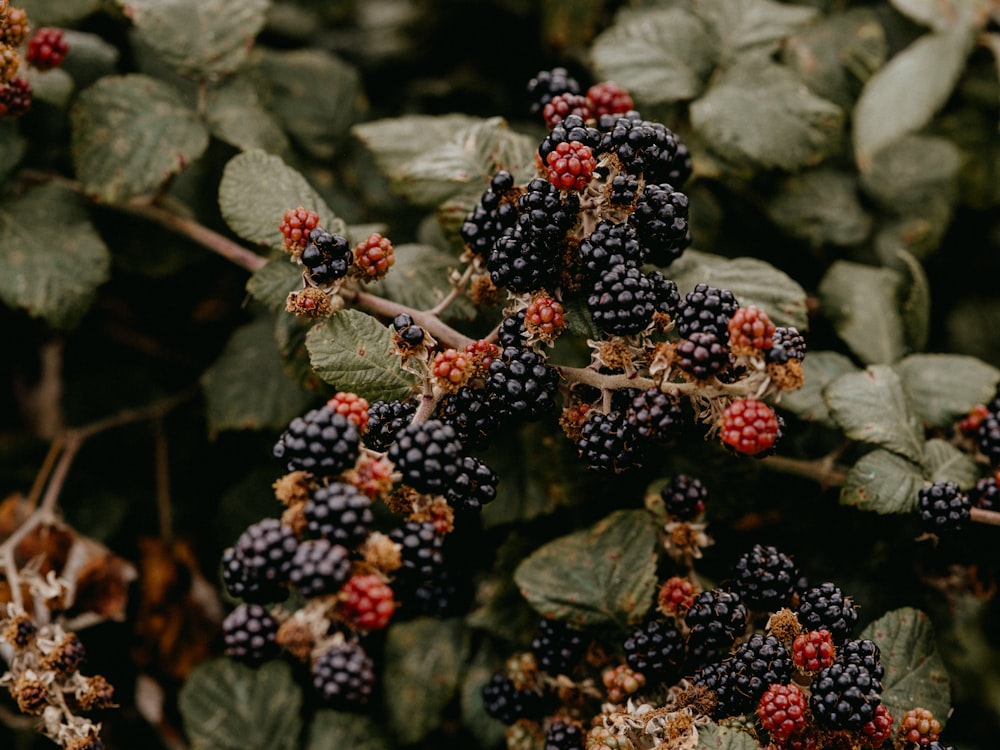 red and black round fruits