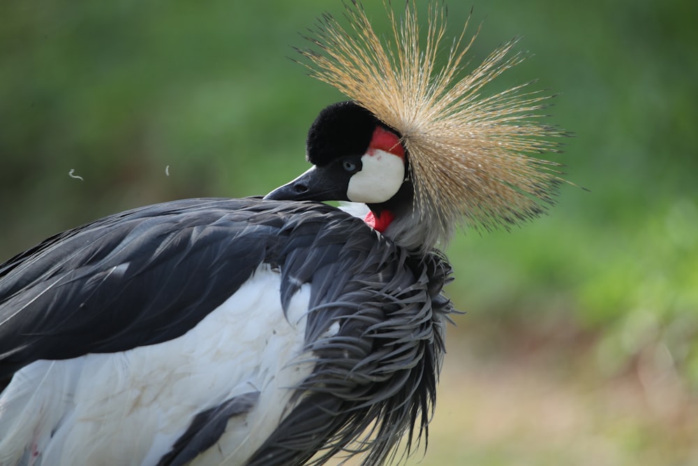 black and white bird on green grass during daytime